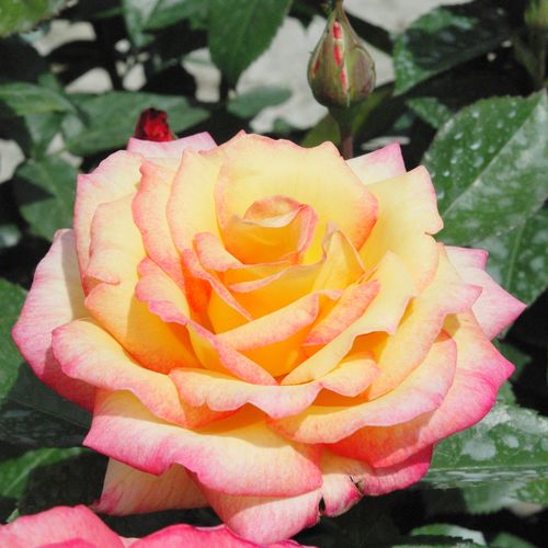 E-commerce, vendita, rose, in, vaso rose ibridi di tea - giallo - rosa - Rosa Centennial Star™ - rosa intensamente profumata - Alain Meilland - fiorisce presto e frequentemente.